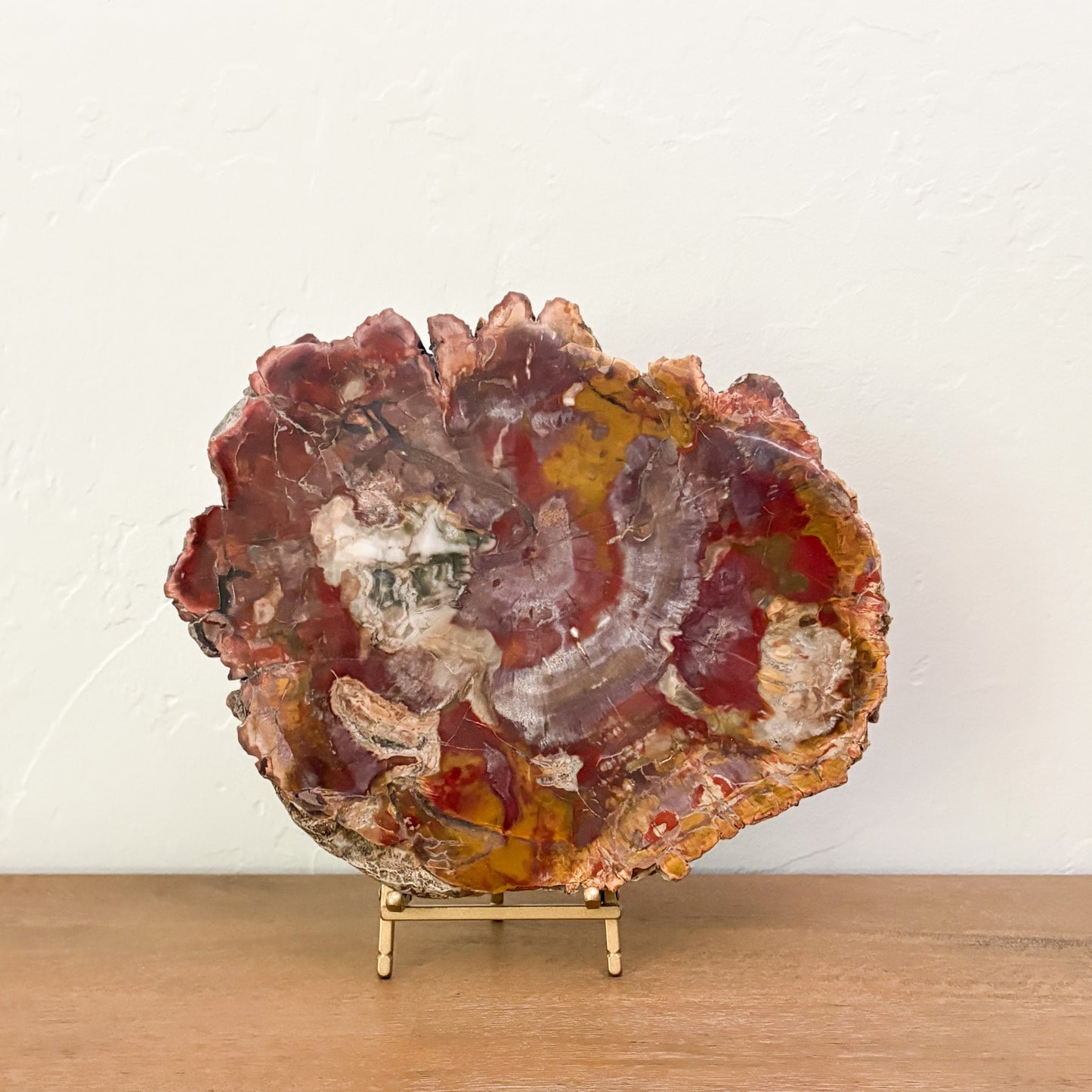 Polished Madagascar petrified wood slab showcasing ancient fossilized wood and rich earth tones