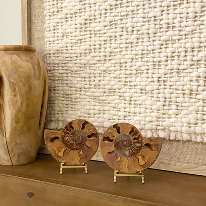 High-end ammonite fossil pair on brass stands minimalist interior design