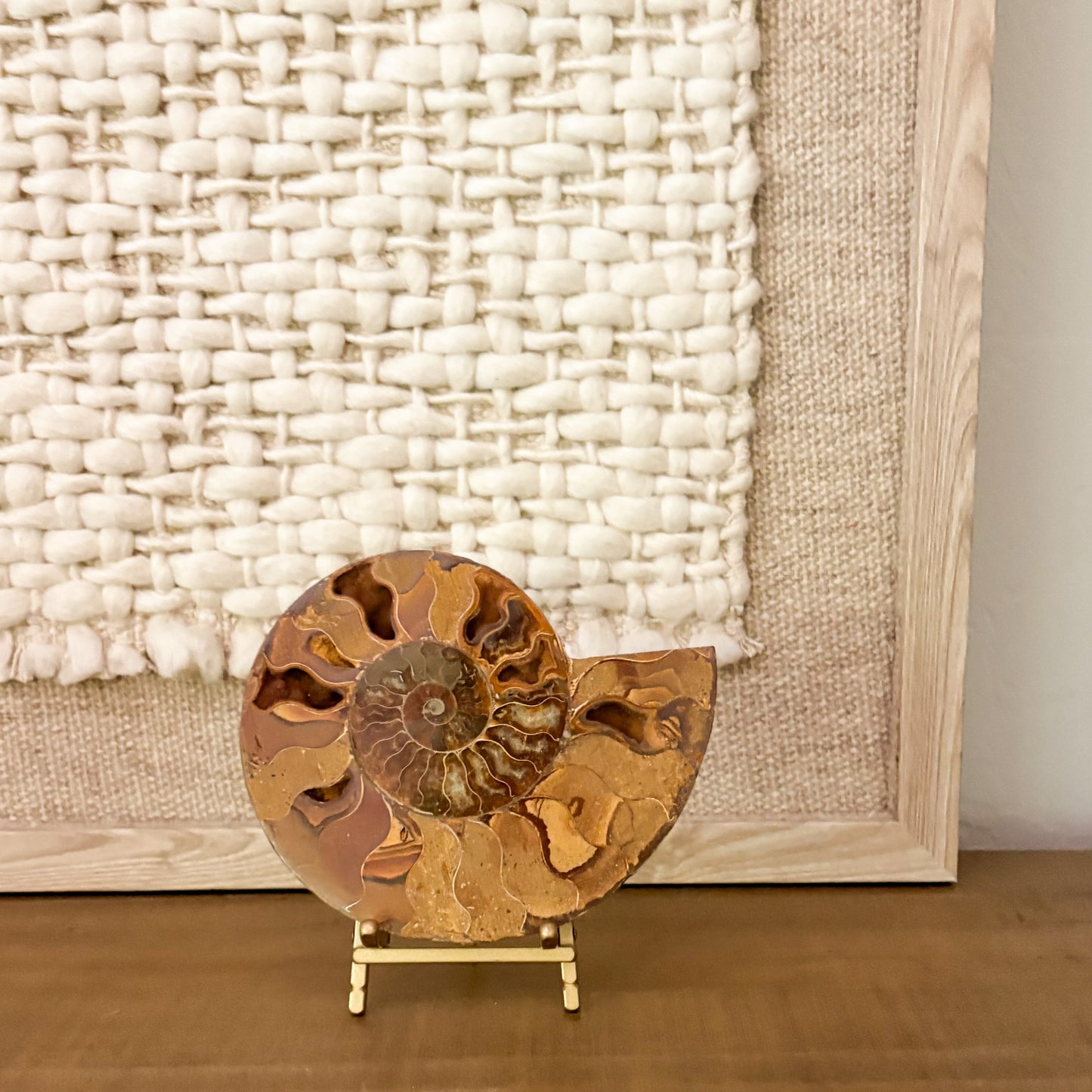 Madagascar ammonite pair symmetrical fossils styled on wooden shelf décor