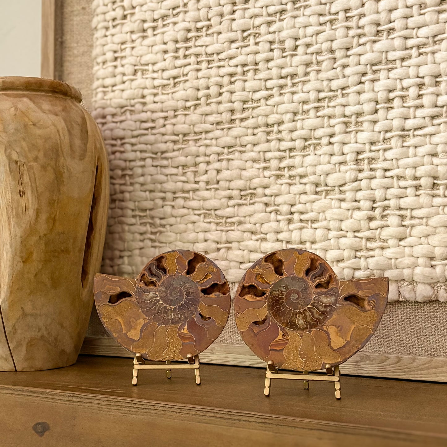 Madagascar ammonite fossil pair on stands luxury shelf décor neutral interior