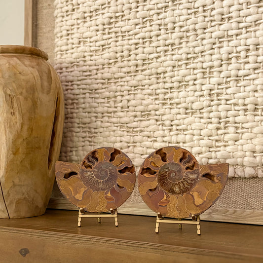 Madagascar ammonite fossil pair on stands luxury shelf décor neutral interior