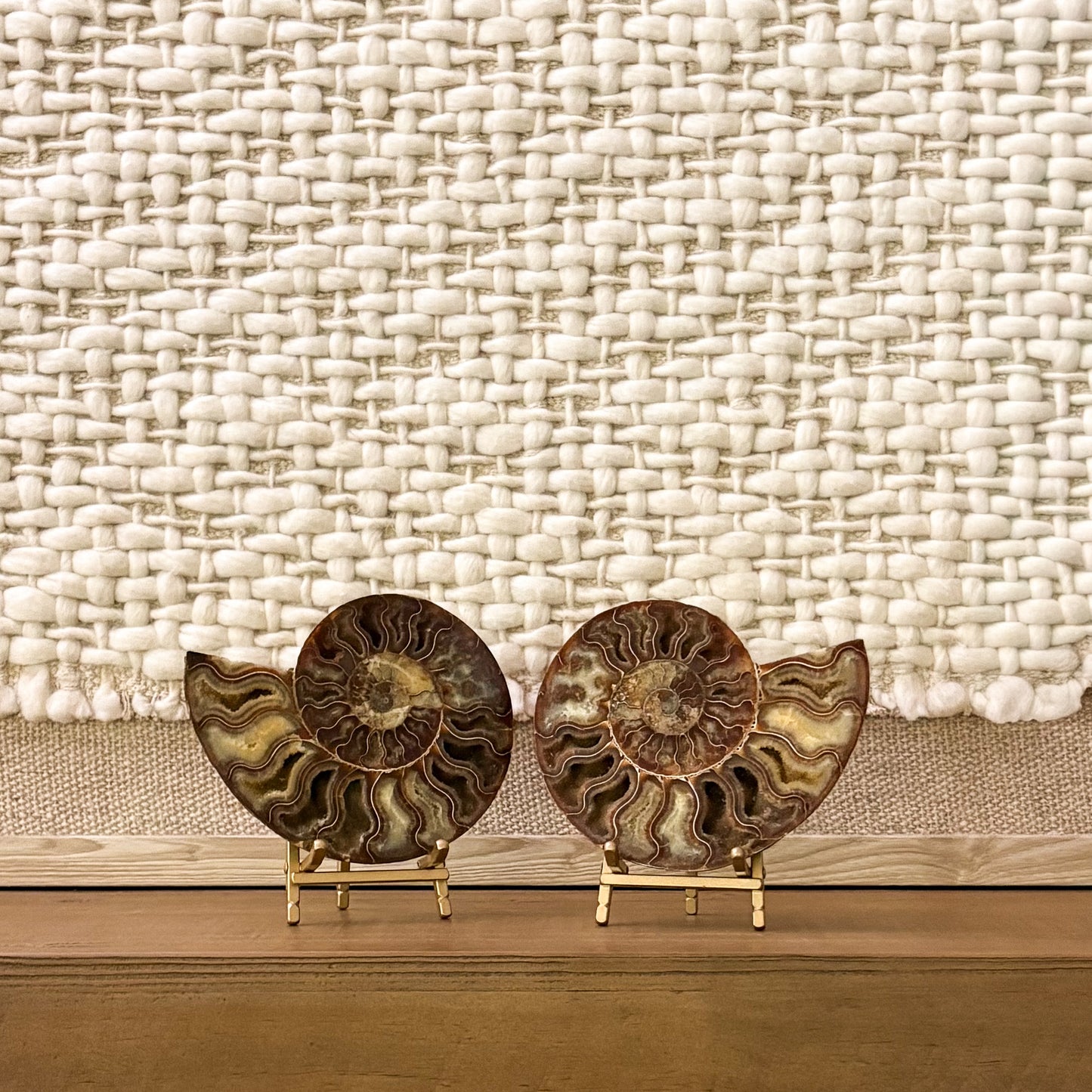 Museum-grade ammonite pair with intricate spiral chambers Madagascar fossil