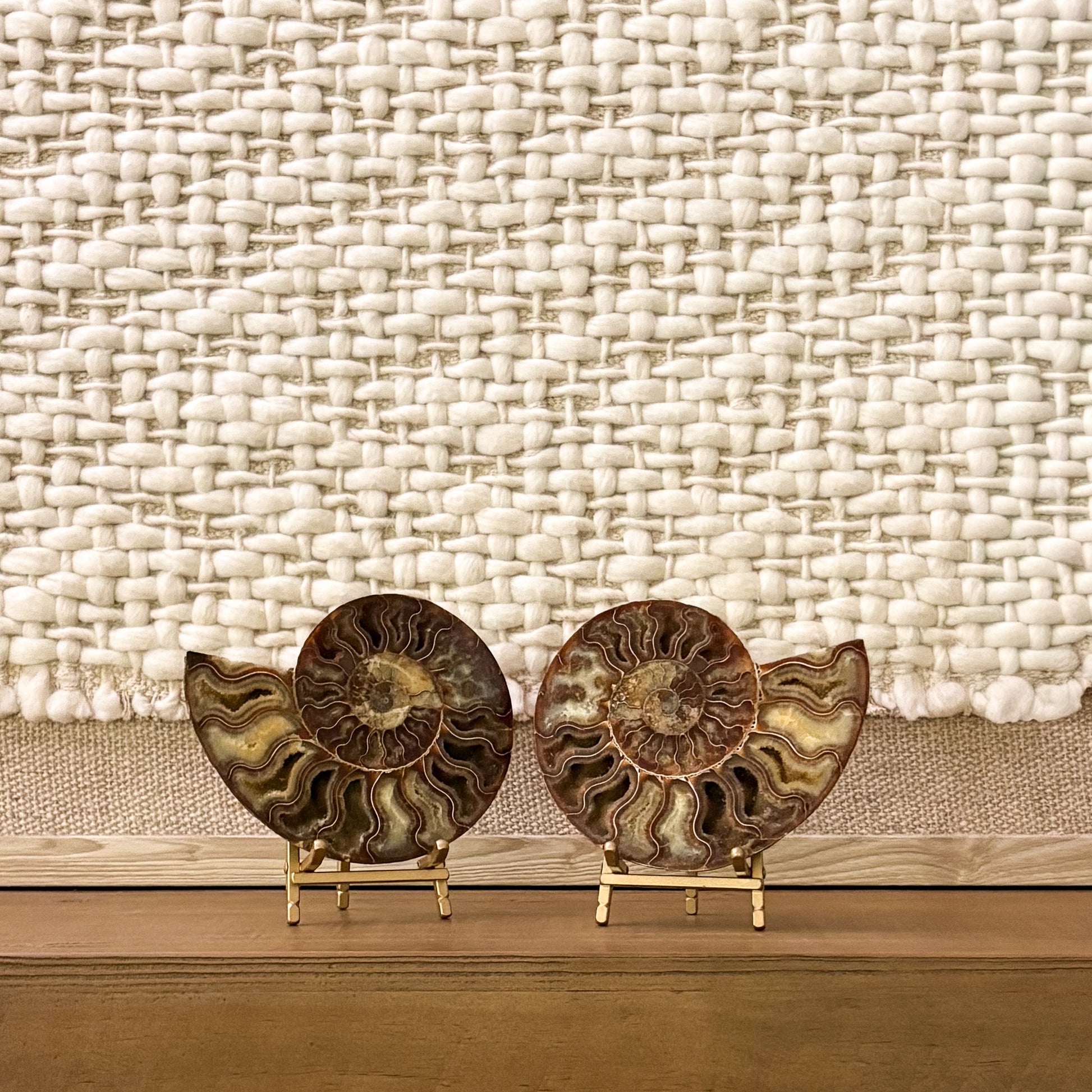 Museum-grade ammonite pair with intricate spiral chambers Madagascar fossil