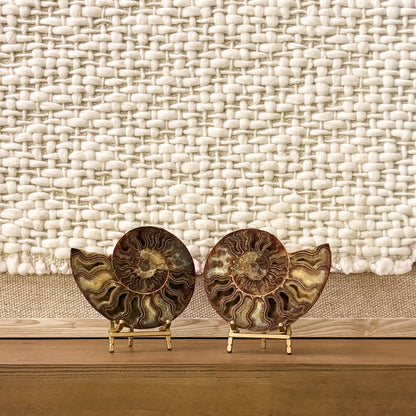 Museum-grade ammonite pair with intricate spiral chambers Madagascar fossil
