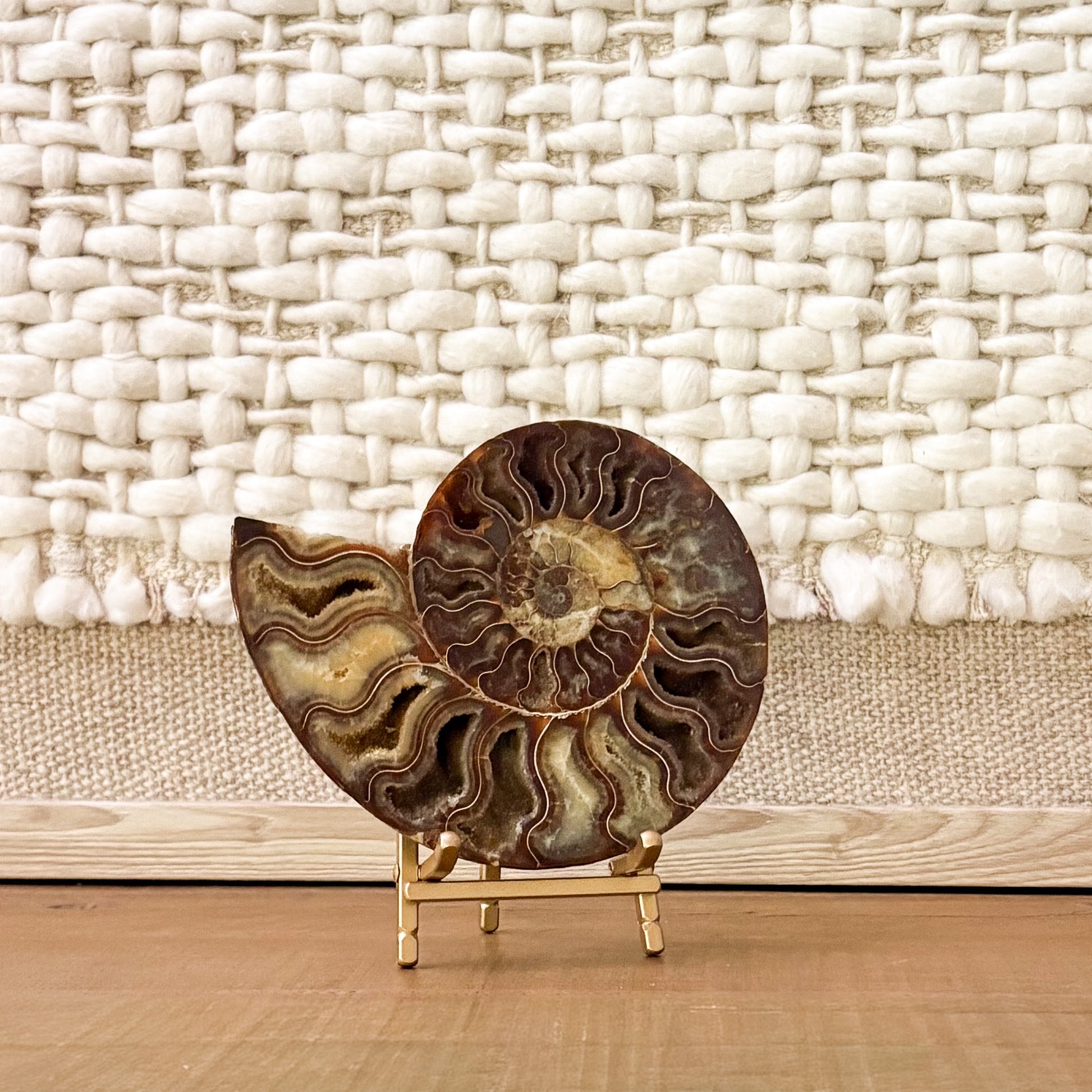 Rare Madagascar ammonite pair luxury natural history décor specimen