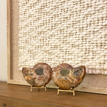 Luxury interior décor with Madagascar ammonite fossil pair on display
