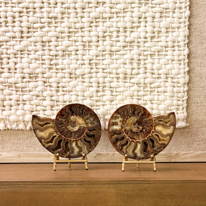 Luxury Madagascar ammonite fossil pair polished symmetrical halves display
