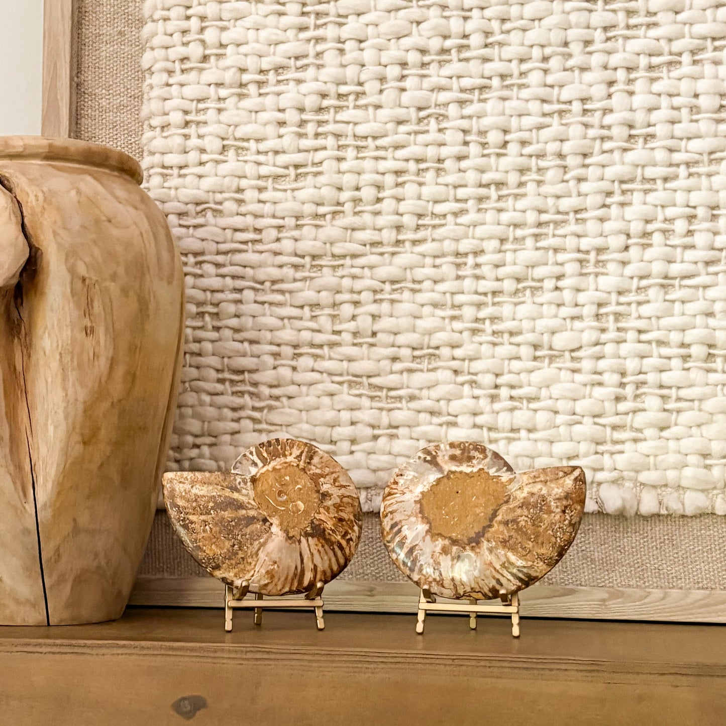 Museum-grade ammonite fossil pair styled with ceramic vase neutral décor