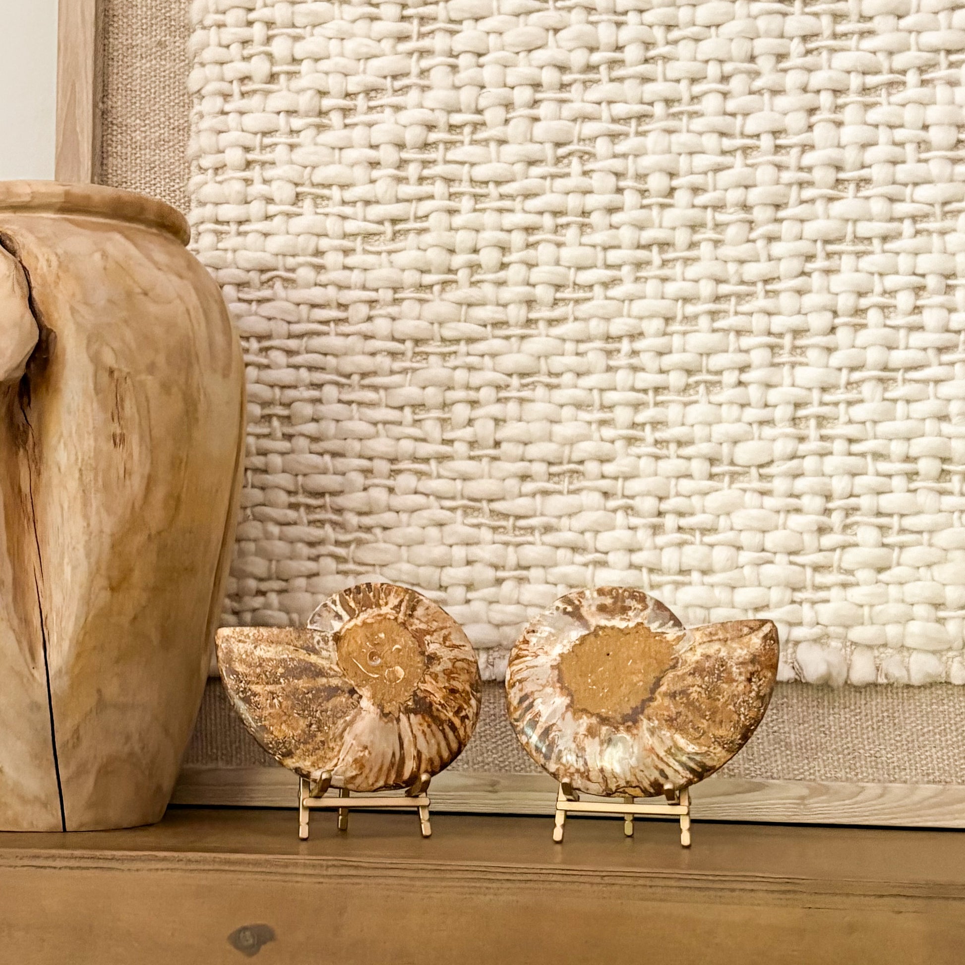 Museum-grade ammonite fossil pair styled with ceramic vase neutral décor