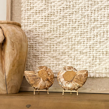 Museum-grade ammonite fossil pair styled with ceramic vase neutral décor