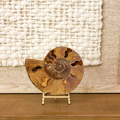 Luxury ammonite fossil pair on display stands with neutral textured background