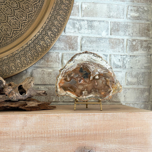 petrified wood home decor