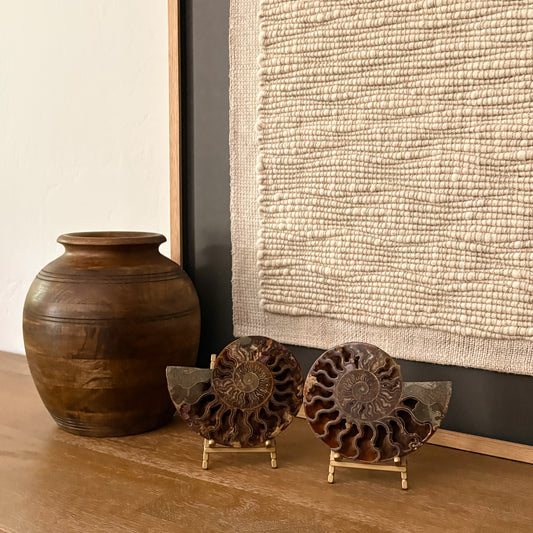 Madagascar Fossil Ammonite luxury home decor display specimen