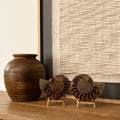 Polished ammonite fossil from Madagascar featuring stunning mineral details for sophisticated interior design