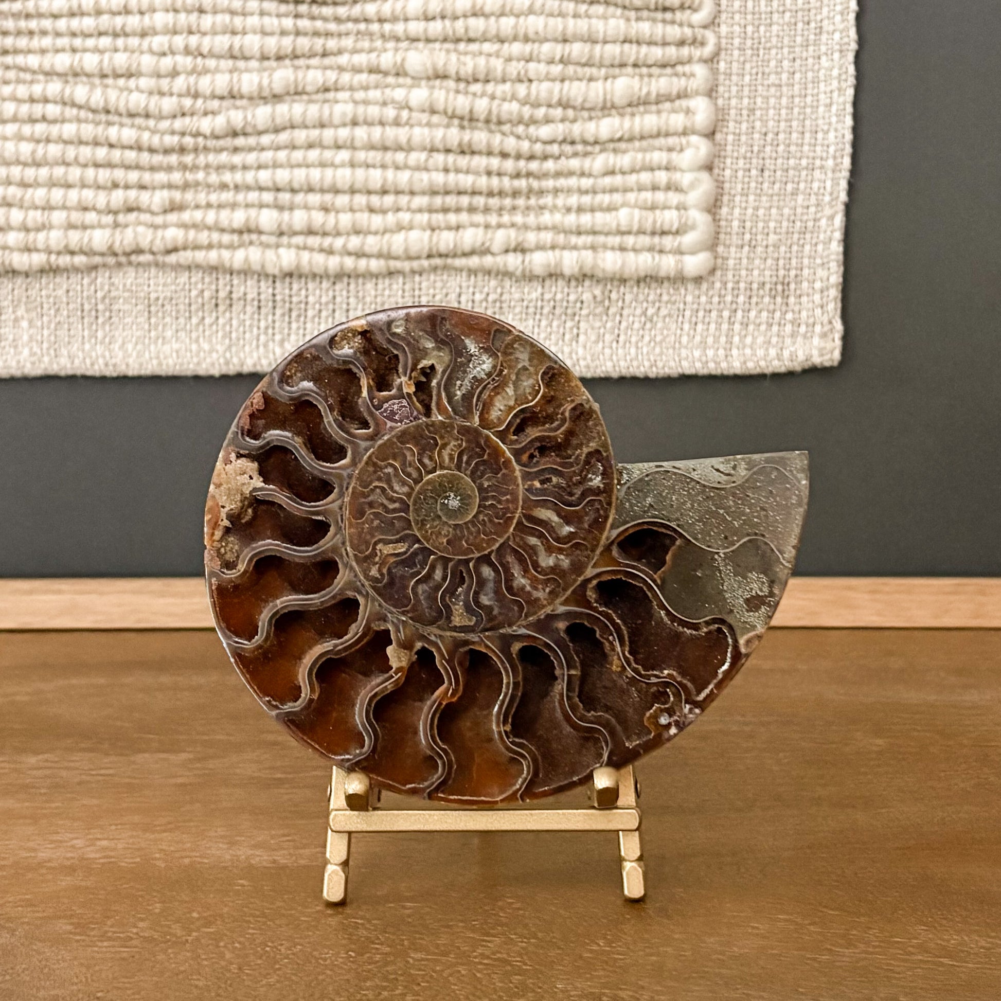 Authentic Madagascar ammonite fossil specimen used as a luxury decorative accent for modern and classic homes