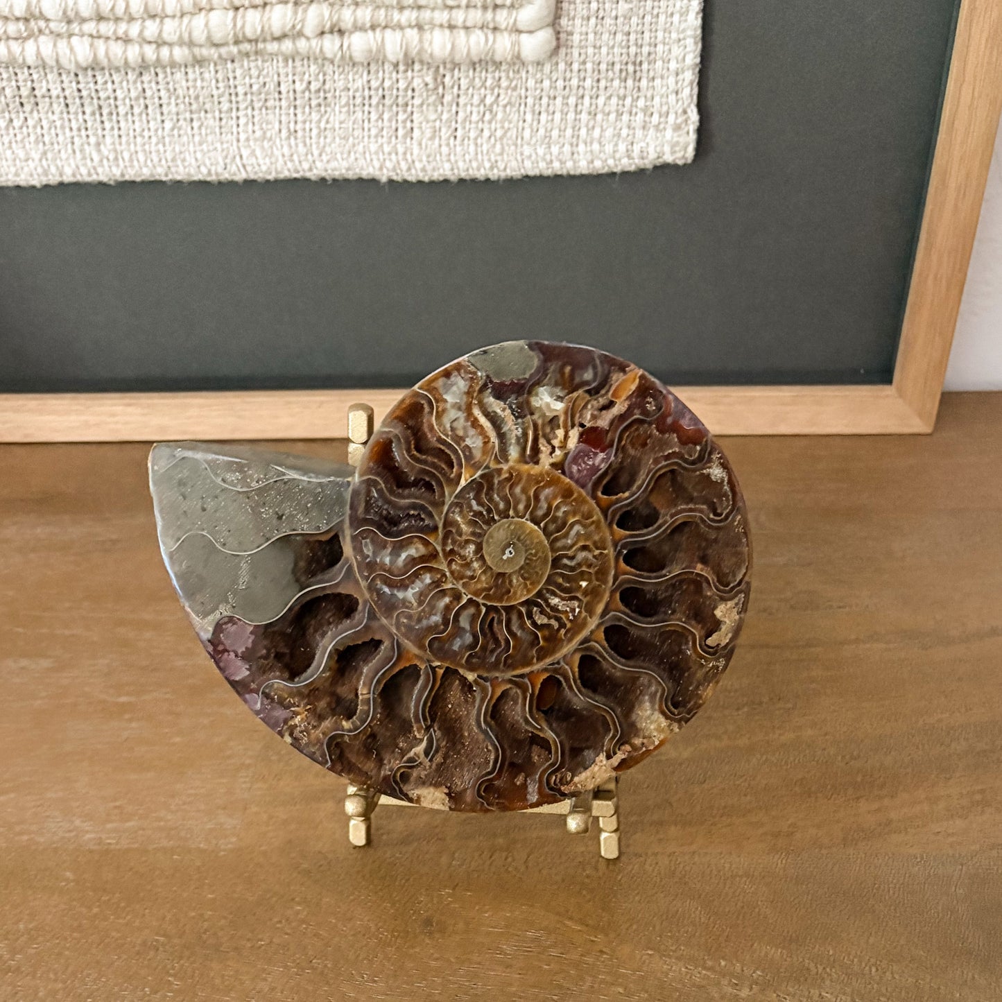 Elegant Madagascar fossil ammonite showcasing natural prehistoric beauty as a high-end home decor centerpiece