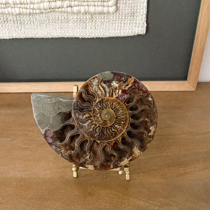 Elegant Madagascar fossil ammonite showcasing natural prehistoric beauty as a high-end home decor centerpiece