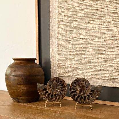 Museum-quality Madagascar ammonite fossil with rich earth tones and striking spiral formation for luxury interiors