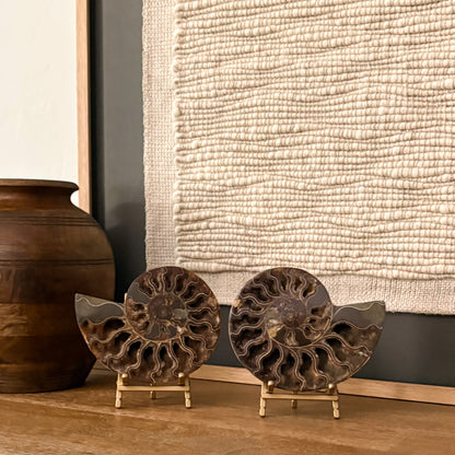 Statement Madagascar ammonite fossil accent combining ancient beauty with contemporary luxury decor