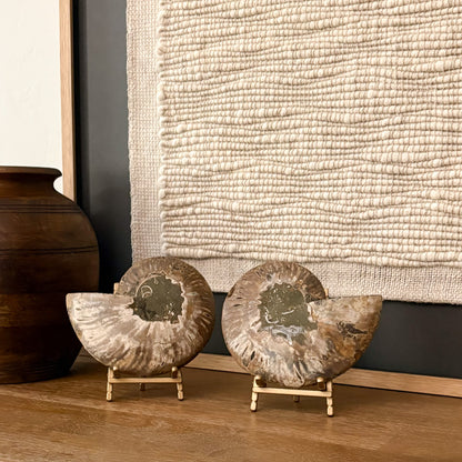 Premium ammonite fossil from Madagascar luxury interior decor