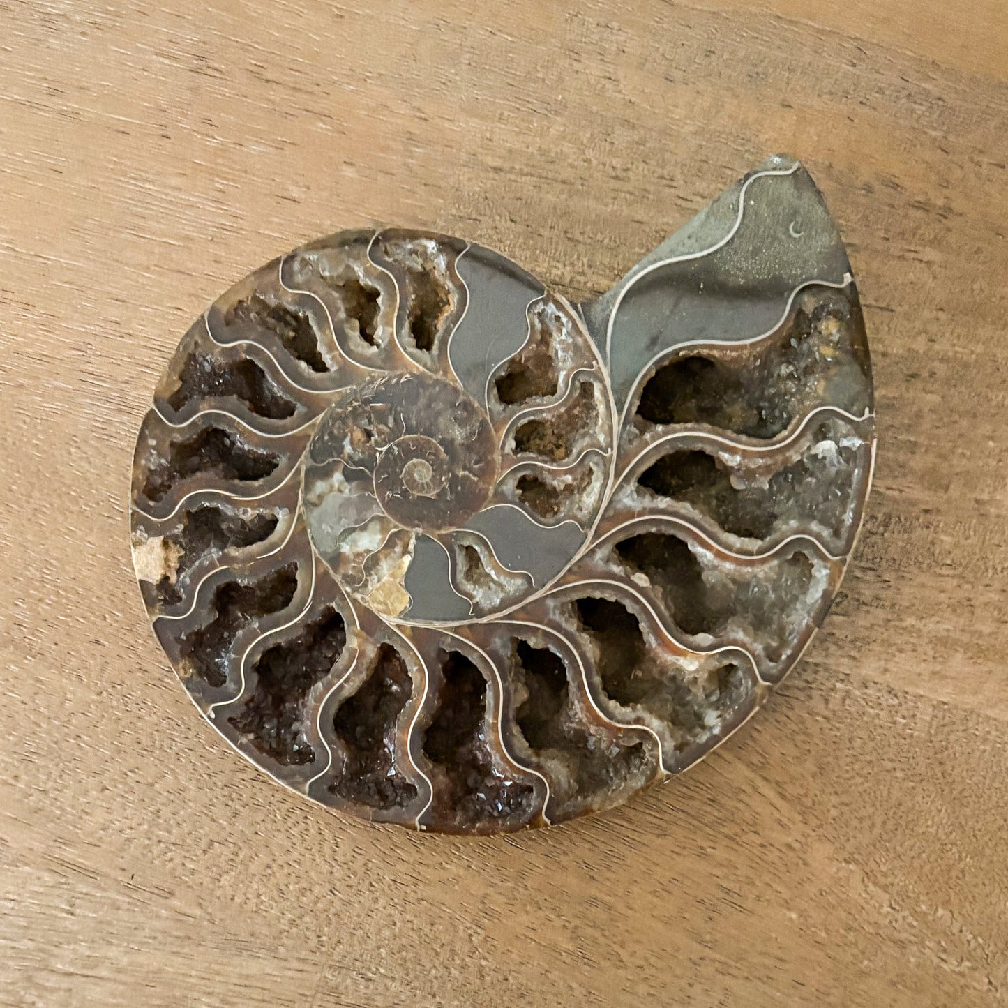 Exclusive Madagascar ammonite fossil centerpiece bringing natural history and luxury design together