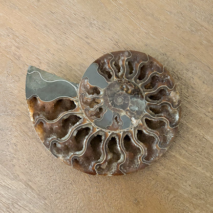 Madagascar Fossil Ammonite luxury home decor display specimen
