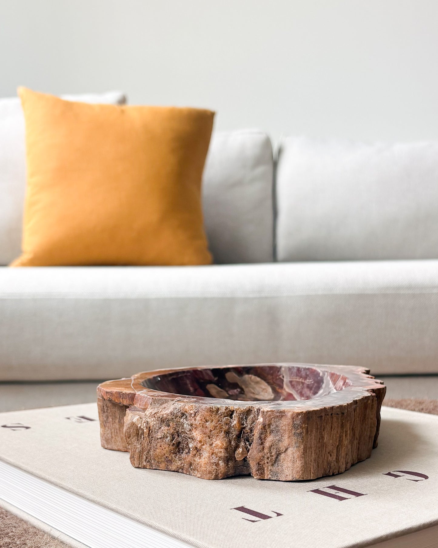 Natural Madagascar petrified wood decorative object