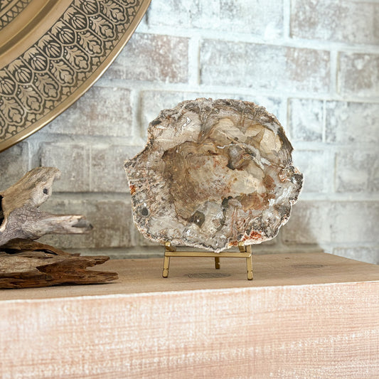 fossilized wood slab on brass easel stand