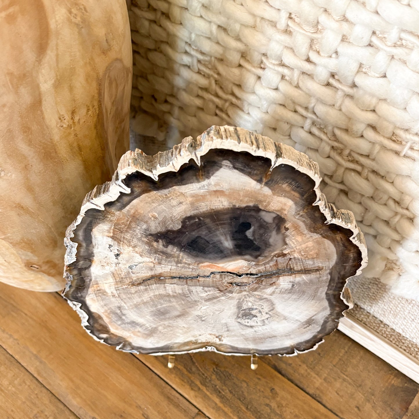 Madagascar petrified wood slab formed from fossilized ancient tree, polished natural stone decor piece