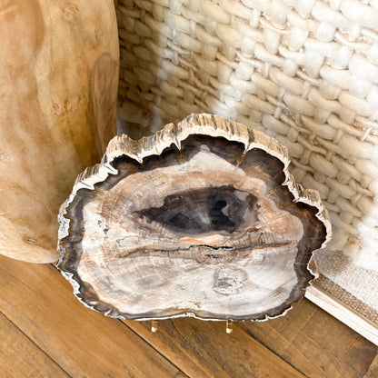 Madagascar petrified wood slab formed from fossilized ancient tree, polished natural stone decor piece