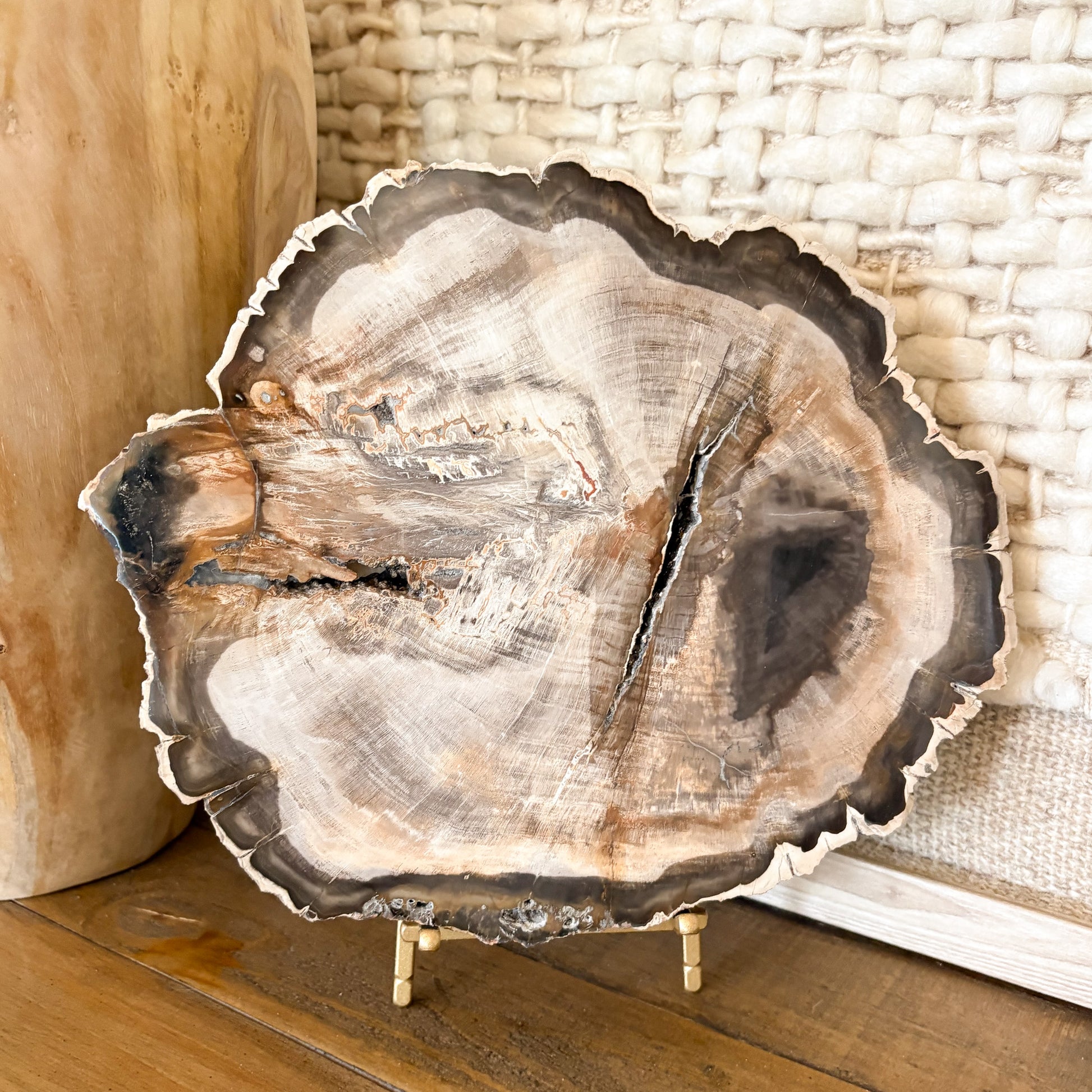 Close-up of decorative Madagascar petrified wood slab showing fossilized tree rings, crystalized minerals, and natural earth colors