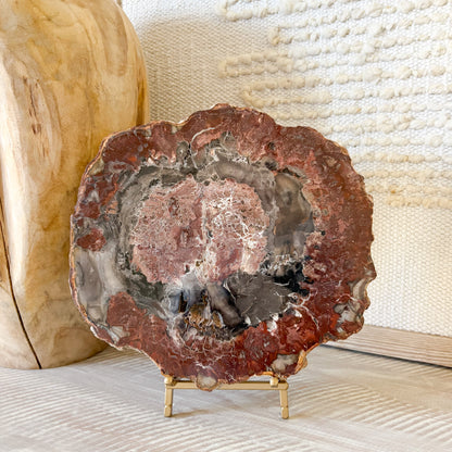 Close up of Madagascar petrified wood slab showing preserved grain detail