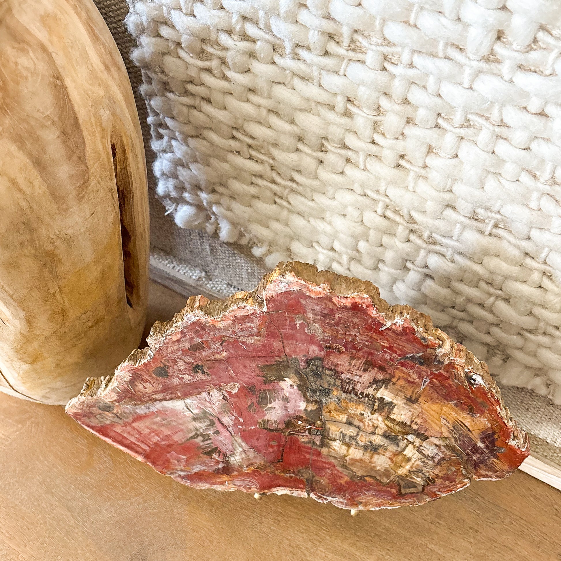 Madagascar petrified wood slab with polished surface and detailed fossil grain structure