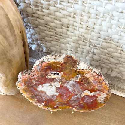 Colorful Madagascar petrified wood slab featuring preserved tree rings and mineralization