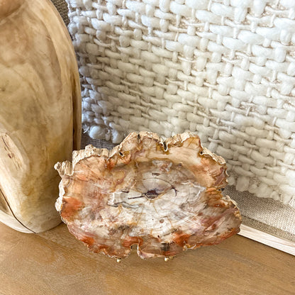 Madagascar petrified wood slab with red, amber, and cream tones displayed on brass stand
