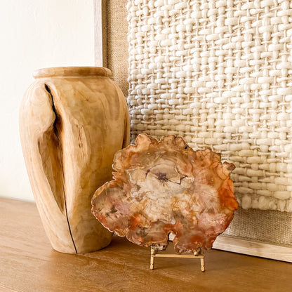 Madagascar petrified wood slab with polished surface and detailed fossil grain structure