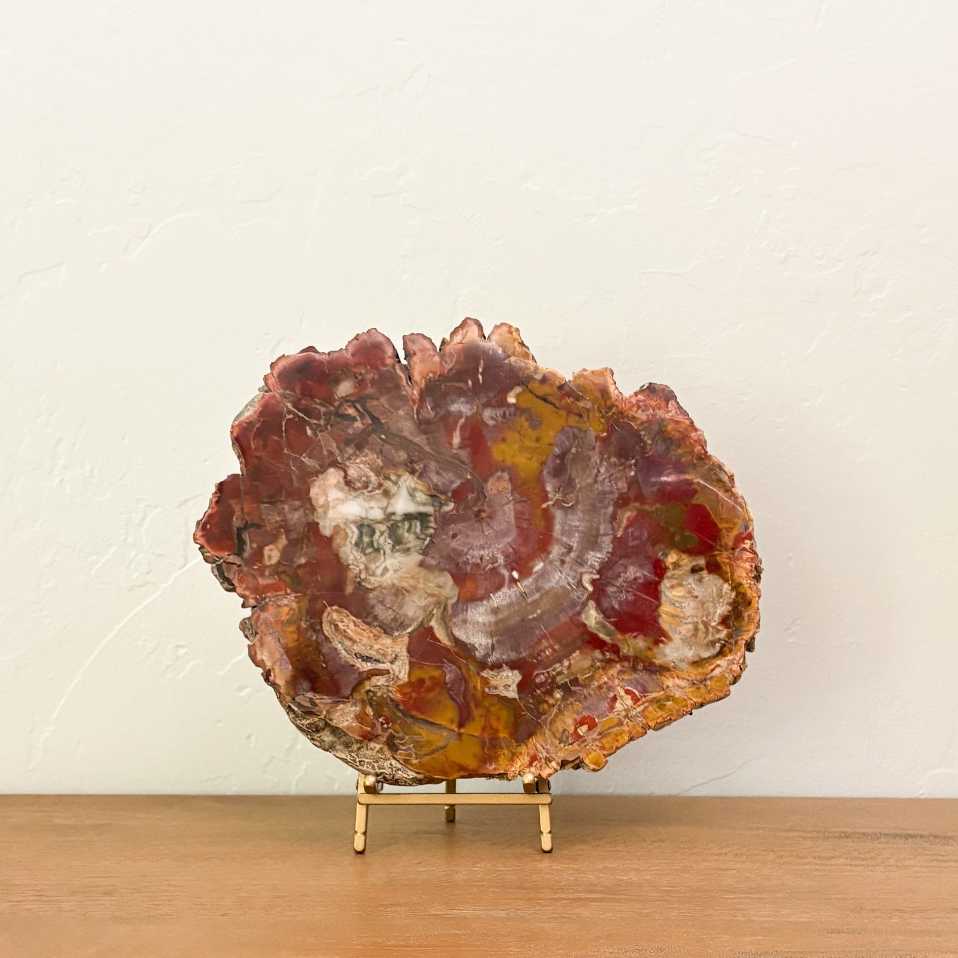 Genuine Madagascar petrified wood slab with polished finish and natural fossilized wood grain