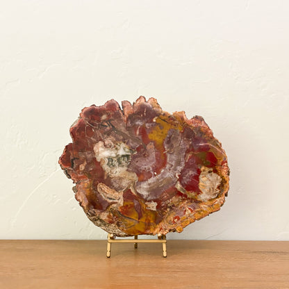 Genuine Madagascar petrified wood slab with polished finish and natural fossilized wood grain