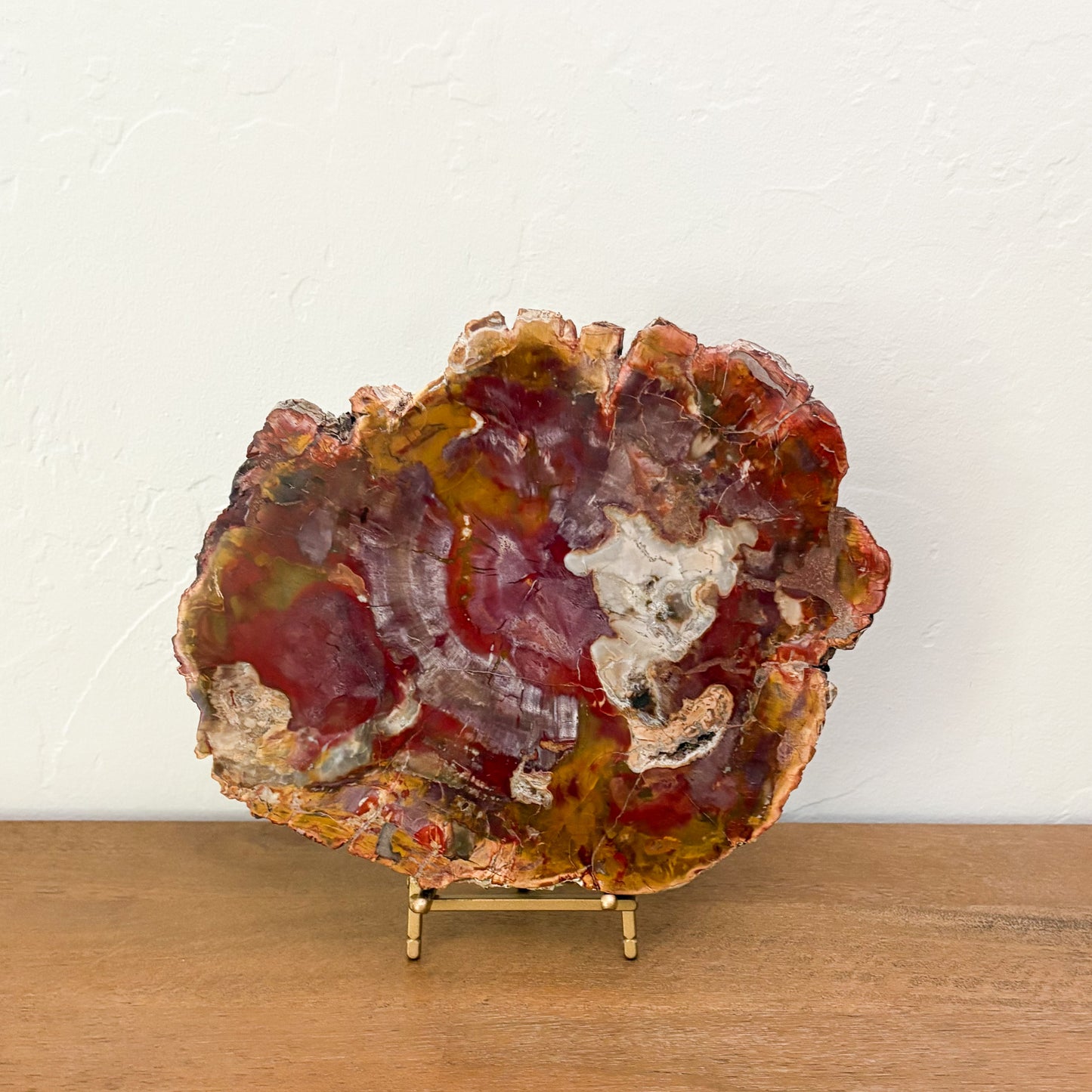 One-of-a-kind Madagascar petrified wood slab for modern organic luxury home décor