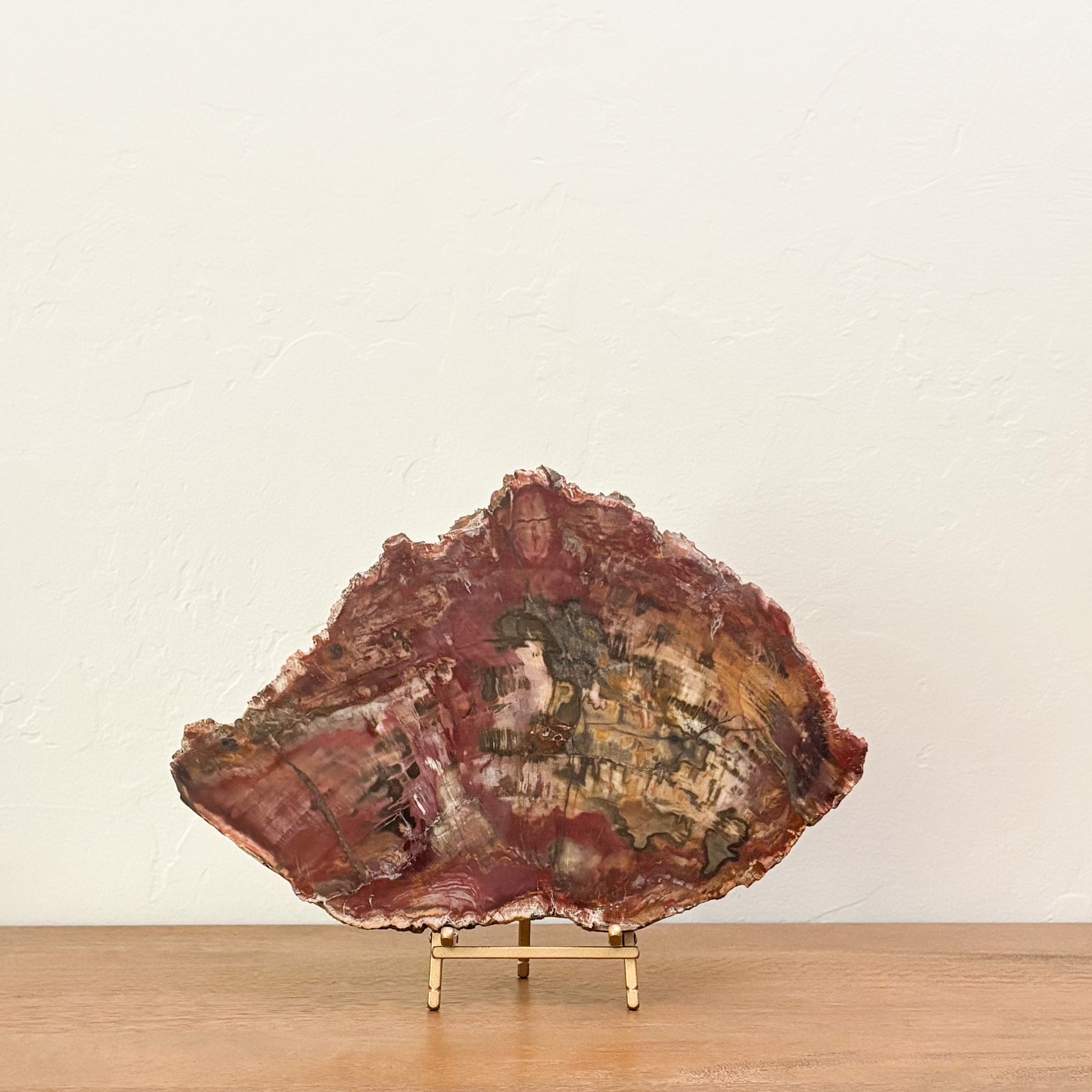 Luxury fossil wood décor handcrafted by nature with polished surfaces and unique organic patterns