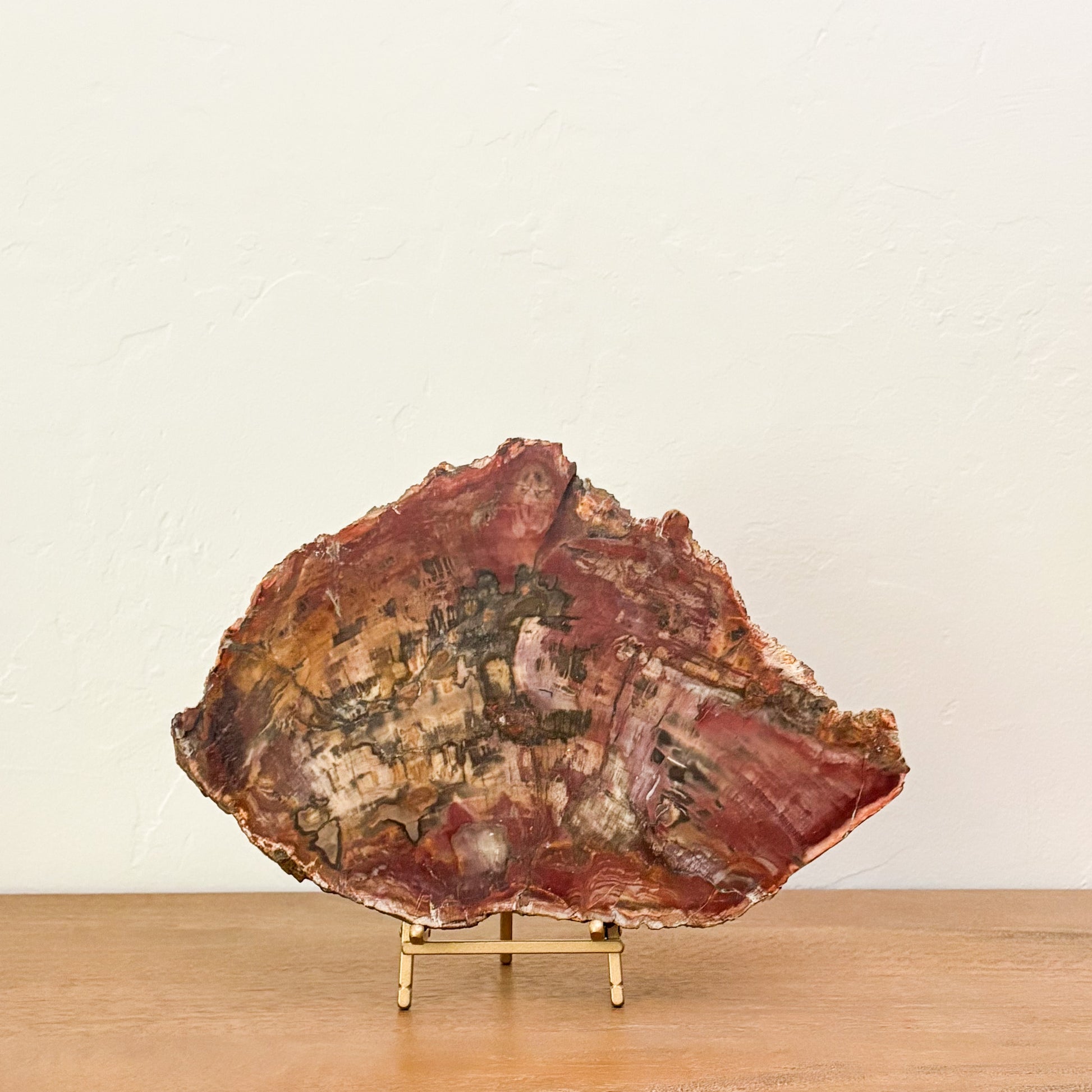 Ancient Madagascar petrified wood slab with polished finish and distinctive natural fossil patterns