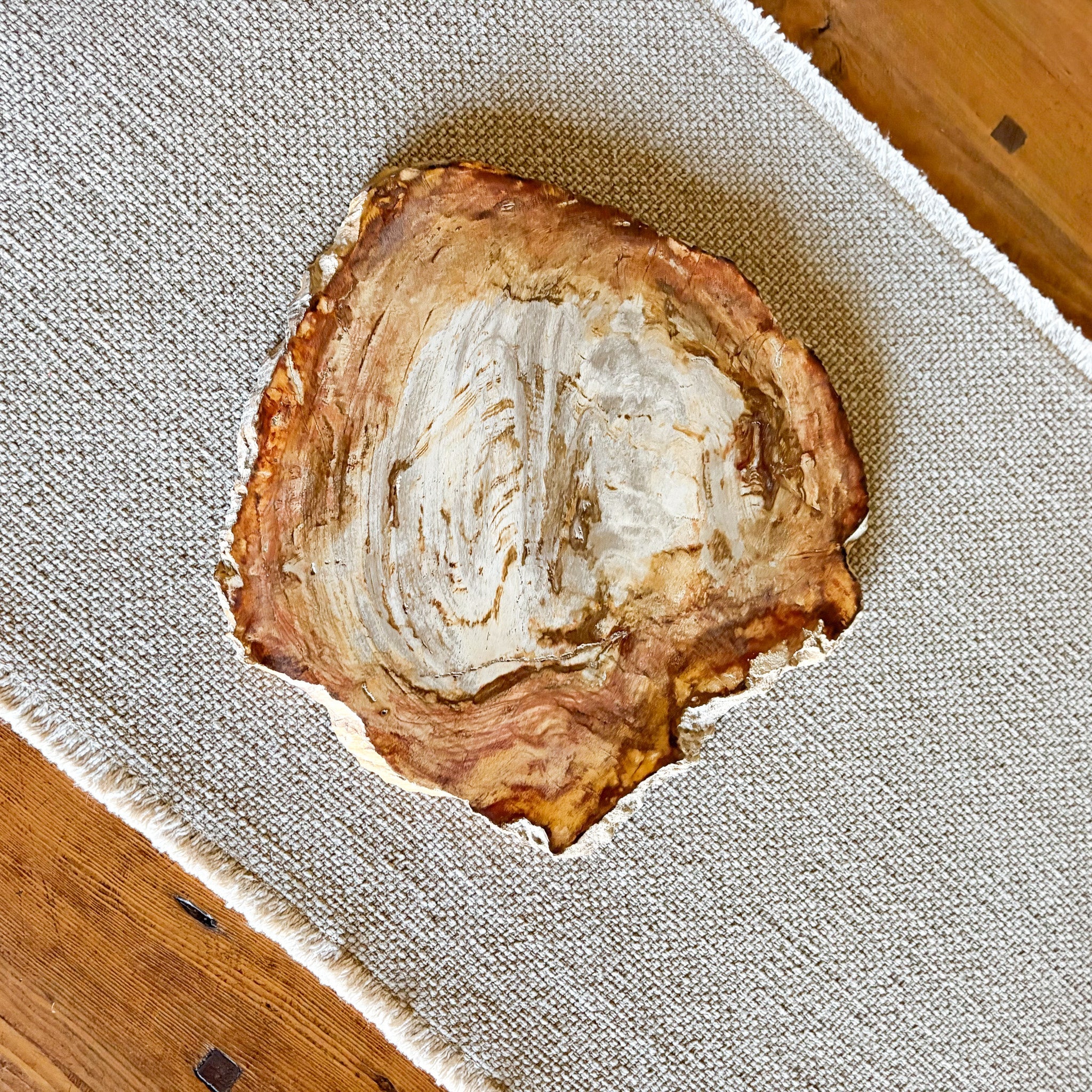 Natural Home Accents - Petrified Wood Charcuterie Board – Rare