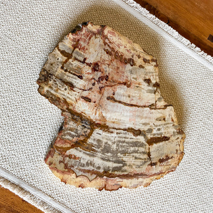 Natural petrified wood charcuterie board sourced from Indonesia with polished finish