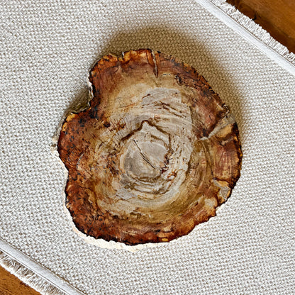 Decorative Indonesian petrified wood serving board crafted from ancient fossilized timber