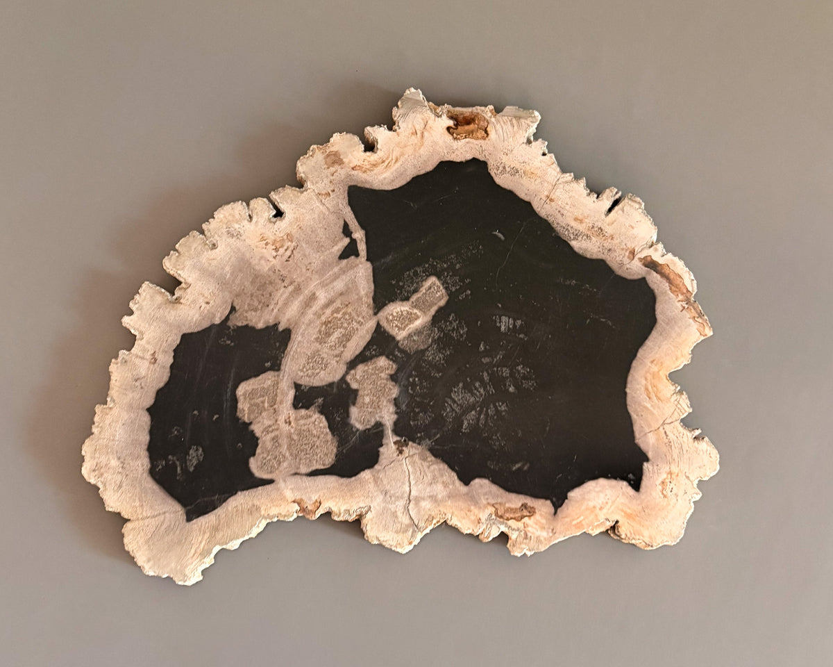 One-of-a-kind petrified wood serving board featuring a dark polished interior and irregular natural cream-colored edges.