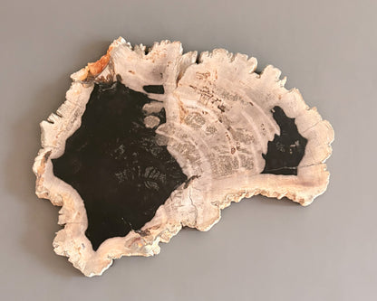 Natural Edge Petrified Wood Serving Board