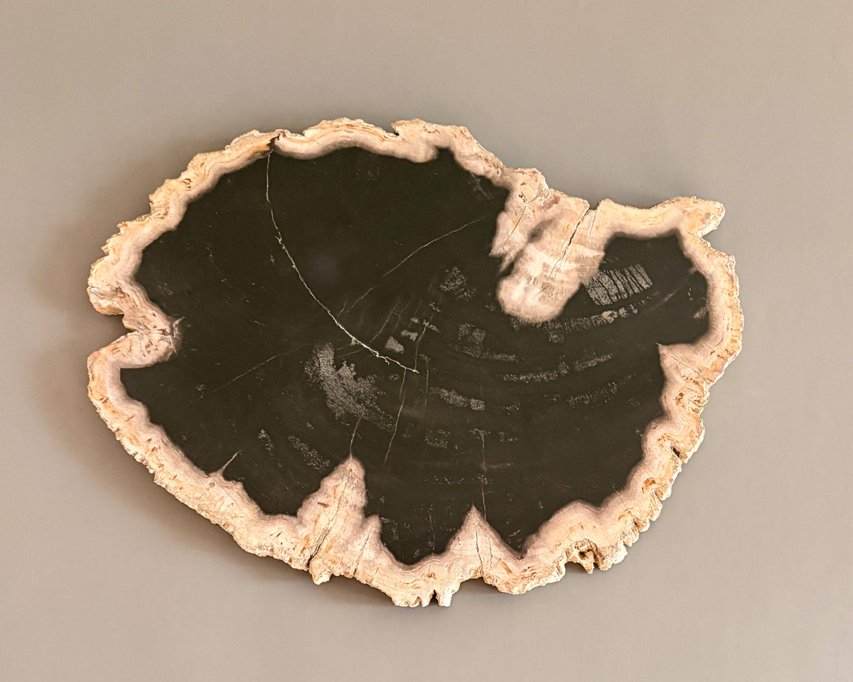 One-of-a-kind petrified wood serving board featuring a dark polished interior and irregular natural cream-colored edges.