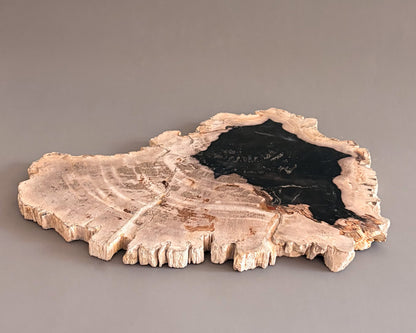 Organic petrified wood serving board showcasing dramatic black and cream coloration, natural grain patterns, and an irregular silhouette.
