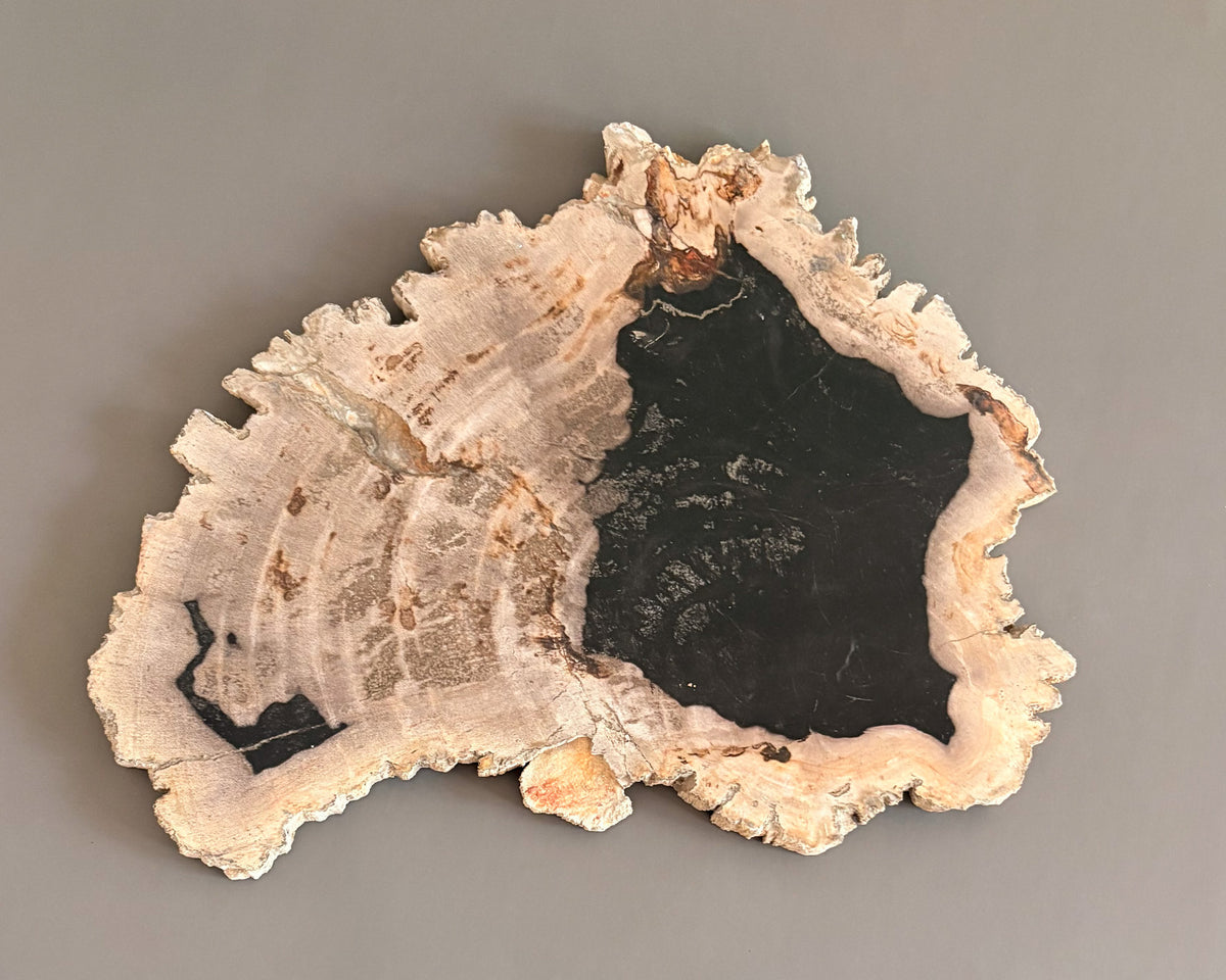 Natural Edge Petrified Wood Serving Board