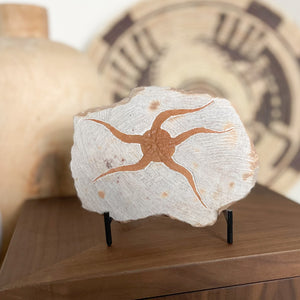 Moroccan Fossil Starfish Plaque, Fossil Decor